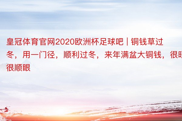 皇冠体育官网2020欧洲杯足球吧 | 铜钱草过冬，用一门径，顺利过冬，来年满盆大铜钱，很旺很顺眼